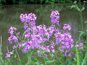 20160530Hesperis matronalis1.jpg © AnRo0002