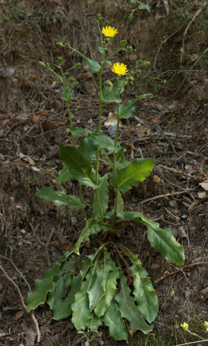 Hieracium amplexicaule E02633.JPG © Alogiraf