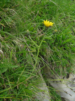 Hieracium bifidum.JPG © Thomas Mathis