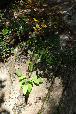 Hieracium murorum L..JPG © Alogiraf