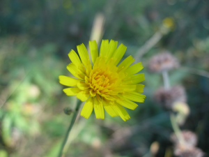 Hieracium sabaudum flower head.jpg © la la means I love you