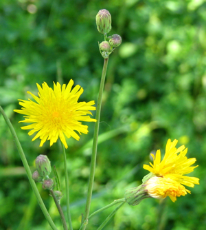 Canada Hawkweed.jpg © D. Gordon E. Robertson