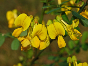 Fabaceae - Hippocrepis emerus-1.JPG © Hectonichus