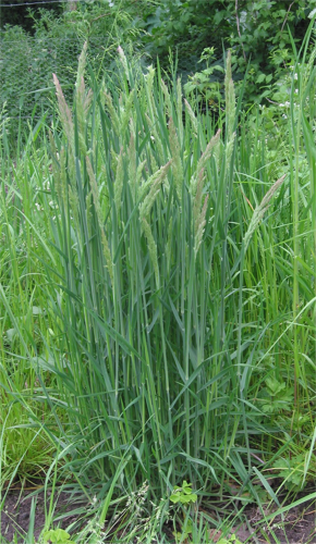 Holcus lanatus Gestreepte witbol (2).jpg © Rasbak