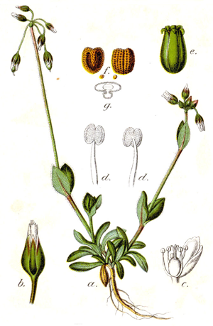 Holosteum umbellatum Sturm4.jpg © Johann Georg Sturm, Painted by Jacob Sturm; published by Kurt Stüber