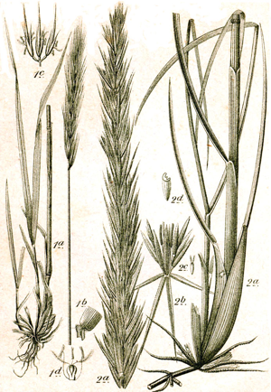 Elymus spp Sturm56.jpg © Johann Georg Sturm (Painter: Jacob Sturm)