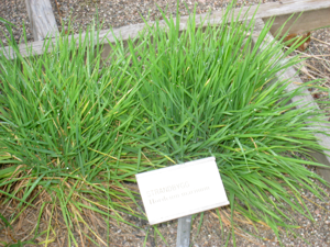 Hordeum marinum - Oslo botanical garden - IMG 8875.jpg © Daderot