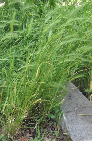 Kruipertje Hordeum murinum plant.jpg © Rasbak