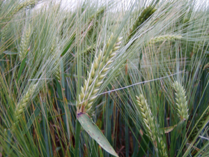 Escourgeon-Hordeum vulgare subsp. vulgare.jpg © raul.dupagne