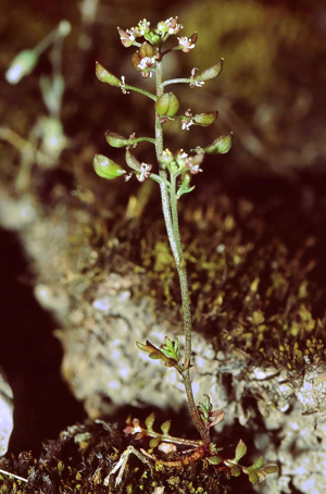 Hornungia petraea1 eF.jpg © Commons
