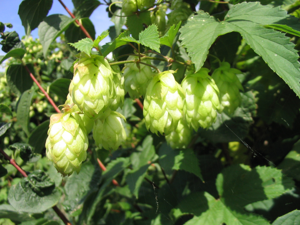 Hopfen1.jpg © No machine-readable author provided. Hagen Graebner assumed (based on copyright claims).