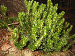 Huperzia selago.jpg © User:Tigerente