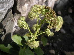 Sedum telephium ssp maximum 1.jpg © Jean-Jacques MILAN