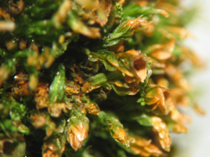 Tetraphis pellucida.jpeg © Kristian Peters -- Fabelfroh 10:09, 4 December 2006 (UTC)