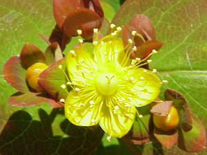 Hypericum androsaemum2.jpg © Kurt Stüber [1]