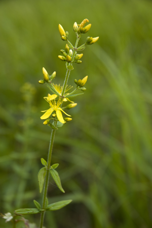 Hypericum hirsutum coteau-charteves 02 23062007 2.jpg © Olivier Pichard