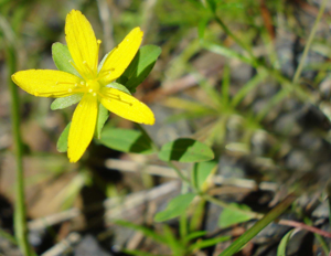 Hypericum humifusum W.jpg © Fornax