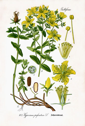 Hypericum perforatum i01.jpg © Prof. Dr. Thomé, Otto Wilhelm