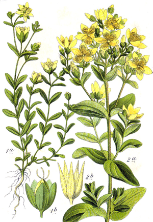 Hypericum spp Sturm59.jpg © Johann Georg Sturm (Painter: Jacob Sturm)