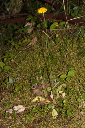 Hypochaeris radicata 3285.JPG © Walter Siegmund (talk)
