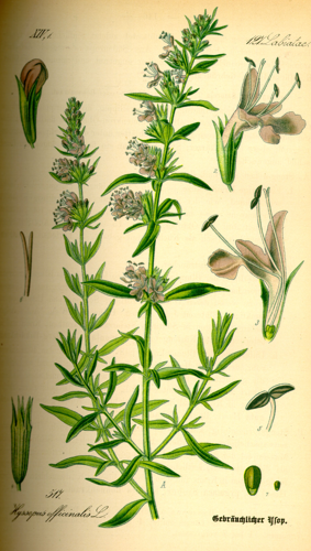Illustration Hyssopus officinalis0.jpg © User:Topjabot