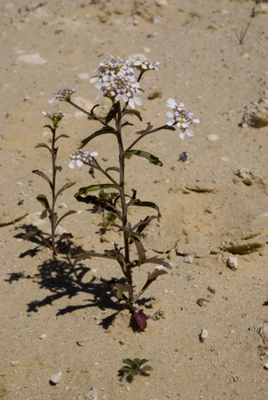Iberis amara carriere-saint-vaast-les-mello 60 01072008 02.jpg © Olivier Pichard