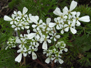 Iberis pinnata.JPG © Victor M. Vicente Selvas