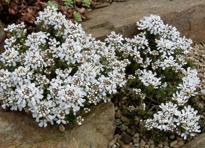 Iberis saxatilis.jpg © Philippe.pechoux