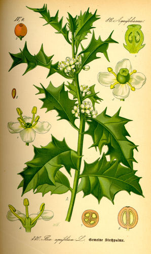 Illustration Ilex aquifolium0.jpg © Commons