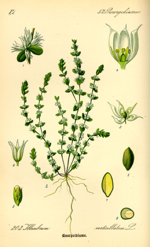 Illustration Illecebrum verticillatum0.jpg © Commons