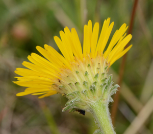 Inula montana chaumeSouberac16 Fr.jpg © Pancrat