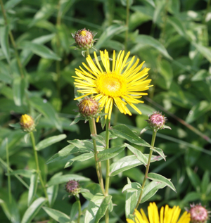 Inula salicina 240606.jpg © Bernd Haynold