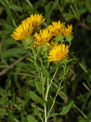 Asteraceae - Inula spiraeifolia-3.JPG © Hectonichus