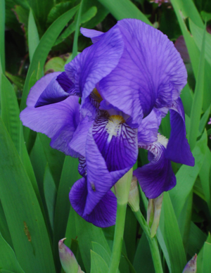 Iris germanica 001.jpg © Za