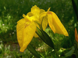 Iris pseudacorus 001.jpg © Jean-Jacques MILAN