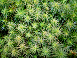 Polytrichum juniperinum.jpg © Juni from Kyoto, Japan