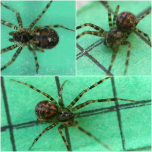 Labulla thoracica.jpg © Phil