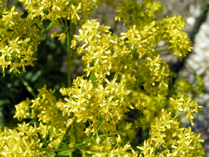 Isatis tinctoria02.JPG © Commons