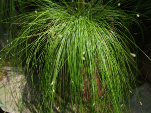 Isolepis cernua 1-OB9.jpg © Jerzy Opioła