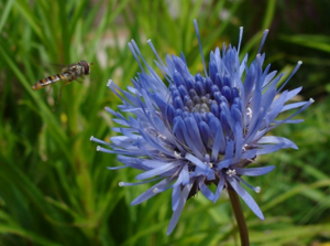 Jasione levis.jpg © Bouba at French Wikipedia