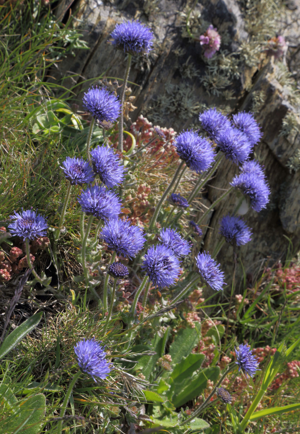 Jasione montana clefryn.jpg © Alun Williams333