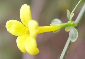 Jasminum fruticans a.JPG © Commons