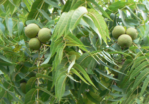Black Walnut nut and leave detail.JPG © Commons