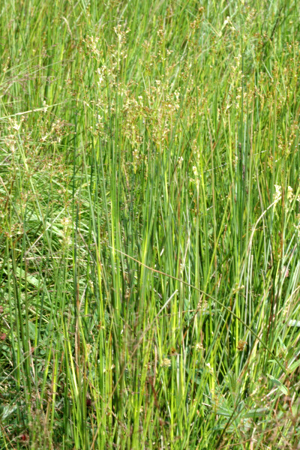 Juncus.acutiflorus2.-.lindsey.jpg © James K. Lindsey