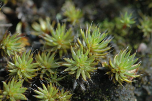 Polytrichum.piliferum.jpg © James K. Lindsey