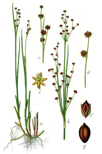Juncus alpinoarticulatus Sturm13.jpg &copy; Johann Georg Sturm (Painter: Jacob Sturm)