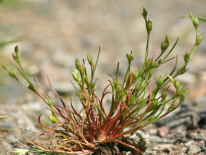 Juncus bufonius.jpeg © Kristian Peters -- Fabelfroh 11:49, 16 June 2007 (UTC)