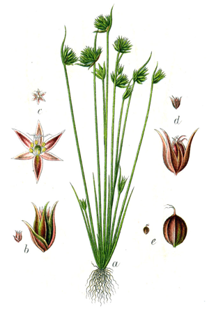 Juncus capitatus Sturm9.jpg © Johann Georg Sturm (Painter: Jacob Sturm)