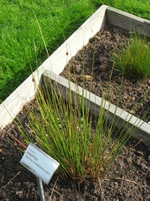 Juncus conglomeratus - Oslo botanical garden - IMG 8916.jpg © Daderot