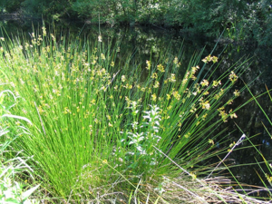 Juncus effuses.jpg © The original uploader was Meggar at English Wikipedia